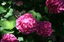 Hydrangeas